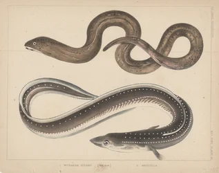 1. Muraena Kidako, 2. Anguille, 1855